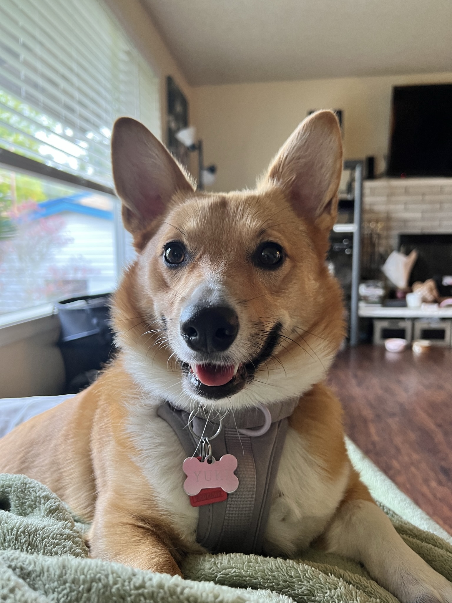 A picture of my child, Yuki, the best corgi